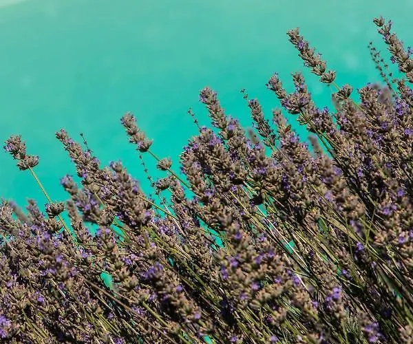 Lavanda Todi Casa de Férias